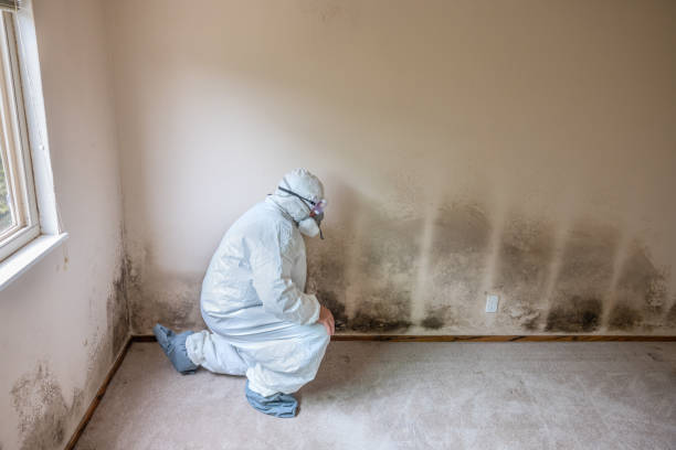 Waterville, ME Mold Removal Company